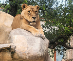 Austin Zoo